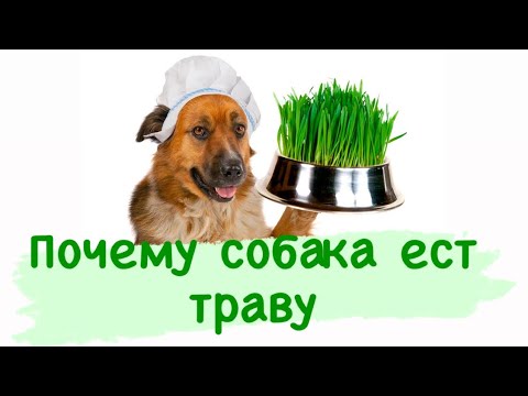 Зачем собака кушает траву