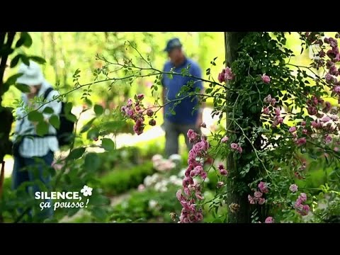 Vidéo: Informations sur les roses des parcs