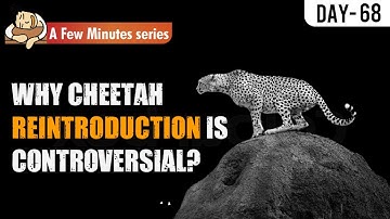 Is Cheetah Reintroduction Controversial?