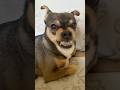 Un que #live #viralshort #pets #perro #mascotas
