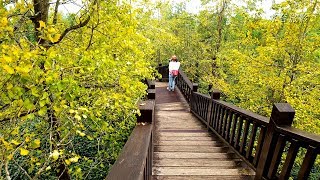 大崙銀杏林觀賞季GINKGO FOREST 2019 