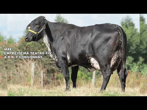 LOTE 71  SILVIA DAWSON FIV F.CONGONHAS 3544BZ