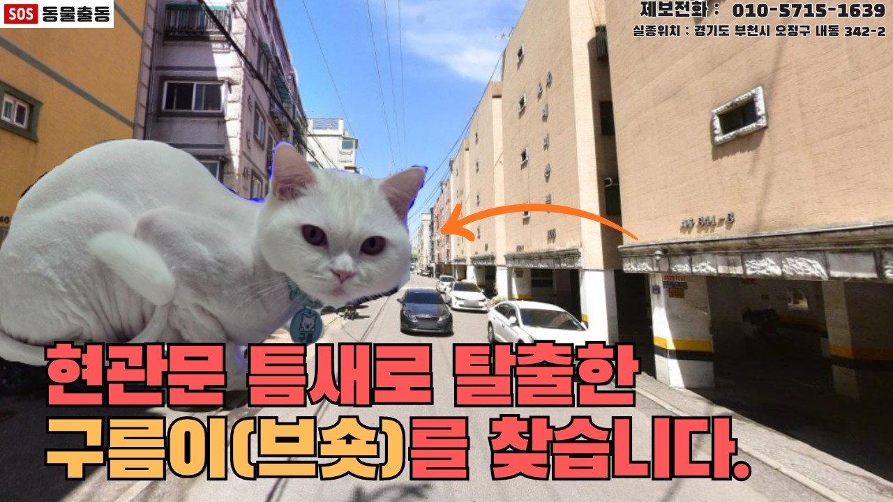 [고양이탐정] 경기도 부천시에서 잃어버린 고양이 구름이를 찾습니다. (부천시 실종동물 방송)