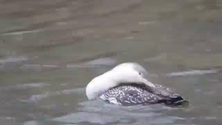 1041228萬里瑪鍊溪紅喉潛鳥15