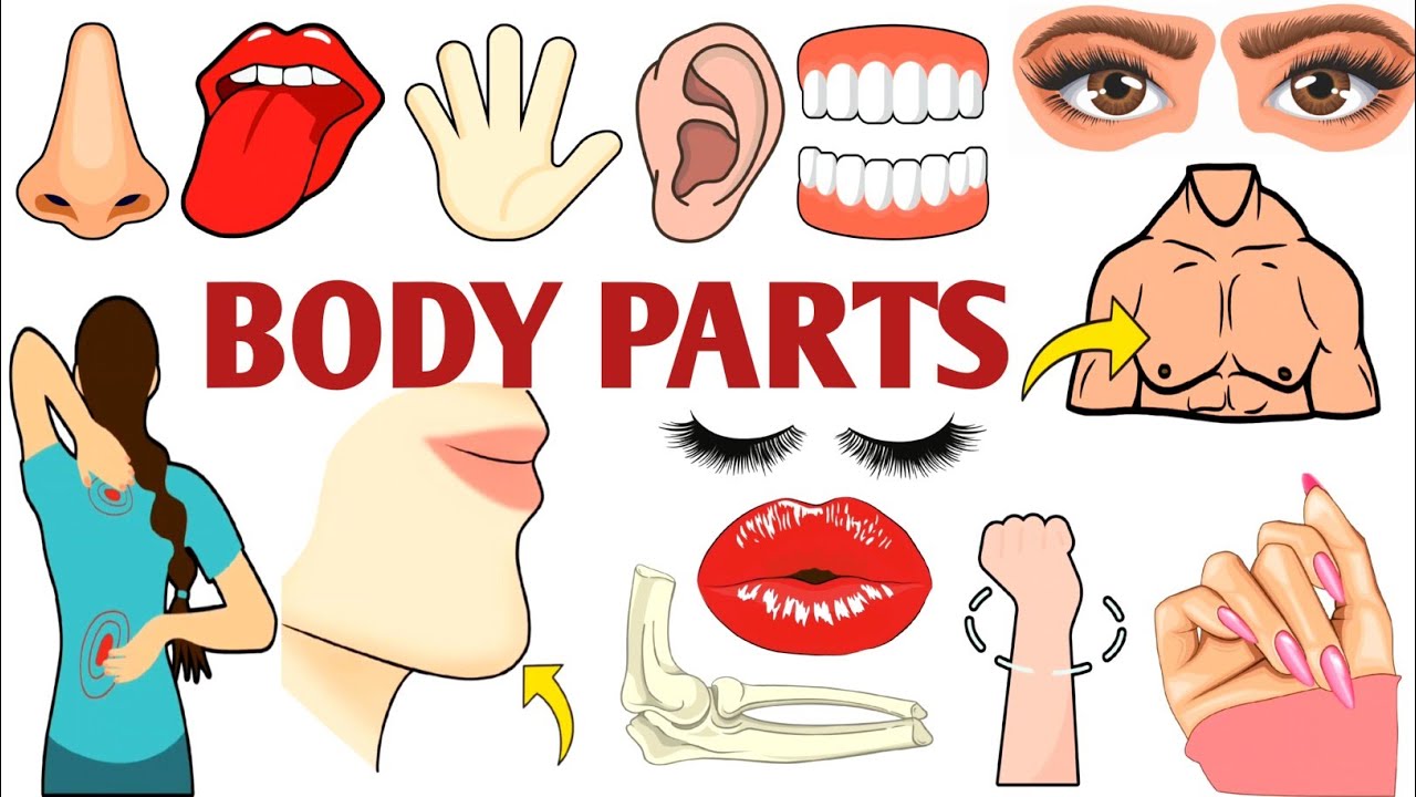 Parts of the Body | Parts of the Body for LKG Kids | Learn Body Parts & Sense Organs | #partsofbody 