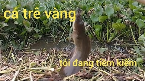 Câu Cá Rô Đồng/khu vực này,còn nhiều cá trê vàng, giật run tay,#caucatv186 #cauca
