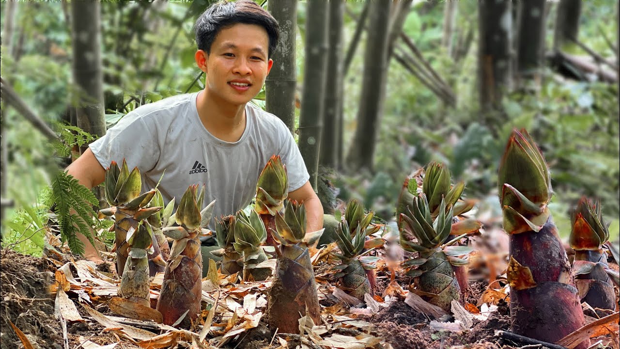 Сбор горьких побегов бамбука, садоводство, выращивание тыкв, слив для продажи на рынке