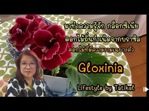 วีดีโอ: Gloxinia: ดูแลบ้าน