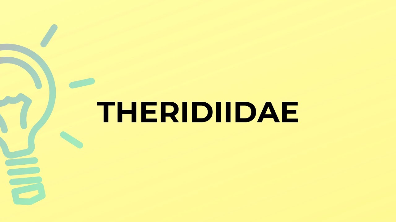 What is the meaning of the word THERIDIIDAE?