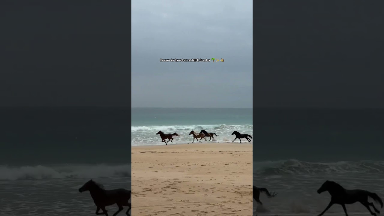 Horses in freedom at NIHI Sumba 