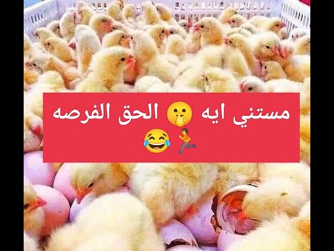 عاااجل إنهيار اسعار الكتاكيت وأسعار زمان رجعت تاني ياااولاد والفراخ البيضه تفاجئ الجميع