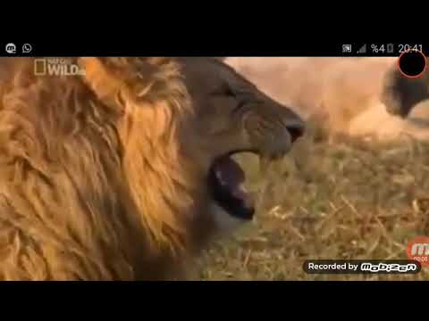 Gülen aslan videosu