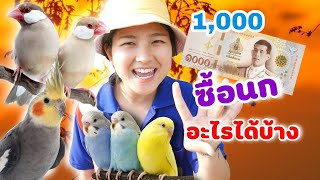 มีเงิน1,000 บาท ซื้อนกอะไรได้บ้าง? นกที่มีราคาไม่เกินหนึ่งพันบาทหาซื้อนกมาเลี้ยงในช่วงกักตัวอยู่บ้าน