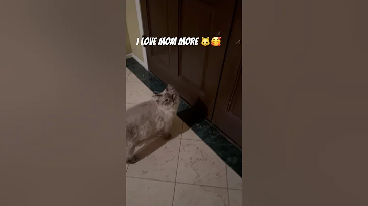 Watch the video about Ready to go out… but love wins every time 😽❤️#siberian #cat #trending #viralvideo #cute