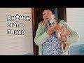 VLOG: Анфисе плохо, собаке 16 лет / Закупки к Наурызу