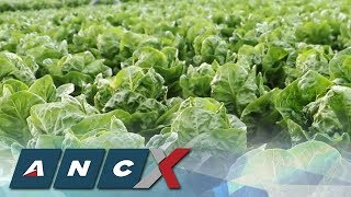 Benguet vegetables, from farm to table | ANC-X