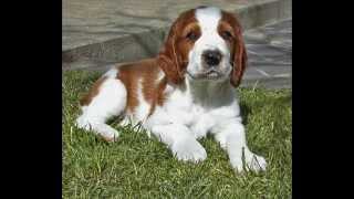 Welsh Springer Spaniels - Dog Breed by Petclub India 746 views 11 years ago 4 minutes, 29 seconds