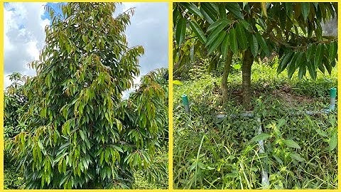 229: SẦU RIÊNG GIAI ĐOẠN KIẾN THIẾT CƠ BẢN - VƯỜN CHÚ NHƠN|KỸ SƯ THÁI - 0986550899