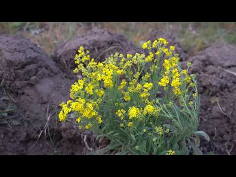 Video: Cuidado de las plantas Basket-Of-Gold - Cómo cultivar flores Basket-Of-Gold