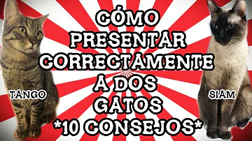 ¿Cuánto tiempo se demora un gato en aceptar a otro?