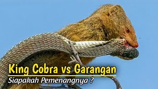 Merinding !!! Pertarungan Sengit King Cobra Versus Garangan