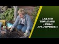 САЖАЕМ ТЮЛЬПАНЫ ТАК, ЧТОБЫ ГРЫЗУНЫ ИХ НЕ ТРОНУЛИ!!