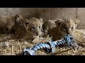6week old lion cubs get toys for first time