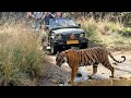 Best zone for Tiger Safari 🐯 - Ranthambore National Park|| Tiger Safari Ranthambore|| Rajasthan||