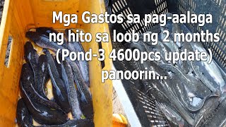 MGA GASTOS SA PAG AALAGA NG HITO SA LOOB NG 2 MONTHS (POND3 UPDATE) | CATFISH BACKYARD FARMING