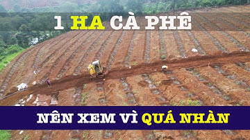 Cách tưới 1Ha cà phê tiết kiệm nhân công | Vnplant