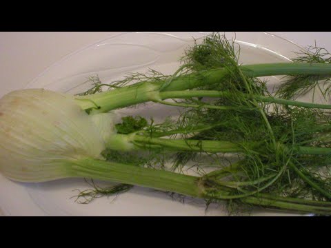 Fennel 101 -