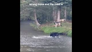 Shadows in the Water: Black Wolf Hunting Sequence.. #wildlife #naturelovers #trailcamera