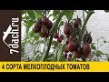 Сорта помидоров: 4 сорта мелкоплодных томатов - 7 дач
