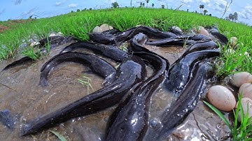 wow wow unique! catch field ln water ln rice field and pick duck eggs by hand fishing skills