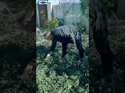 روستای زیبای زگلیک ازتوابع شهرستان اهر