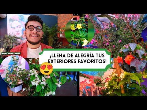 Video: Zona 8 Arbustos con flores: Cómo cultivar arbustos con flores en la Zona 8