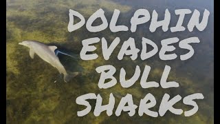 Amazing footage w/ Drone: dolphin narrowly evades bull sharks by Our Simple Story 590 views 2 years ago 4 minutes, 43 seconds