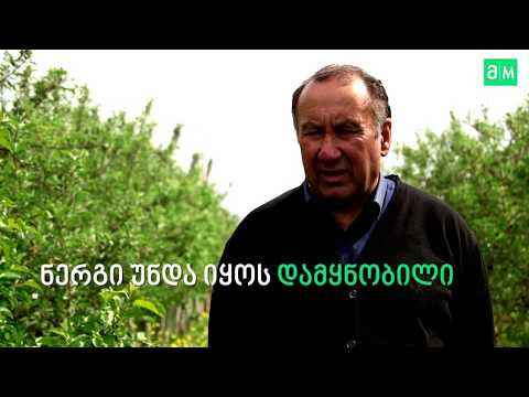 ვაშლის ინტენსიური ბაღის გაშენება