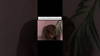 Famous Let that sink in... #meme #funny #funnyvideo #shorts #memes #2025 Net Worth