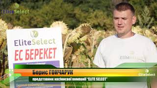 ГІБРИД СОНЯШНИКУ БЕРЕКЕТ (компанія “ELITE SELECT”)