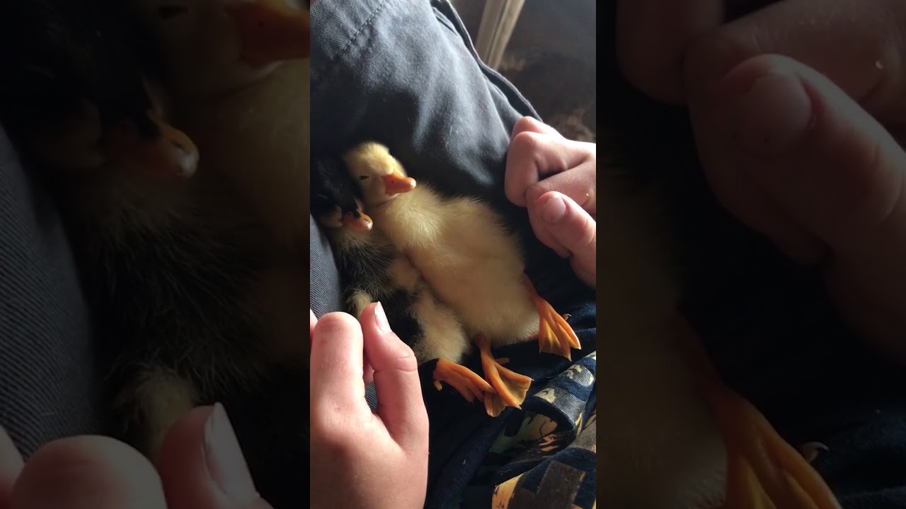 cute videos youtube Ducklings Sleep in Boy's Lap