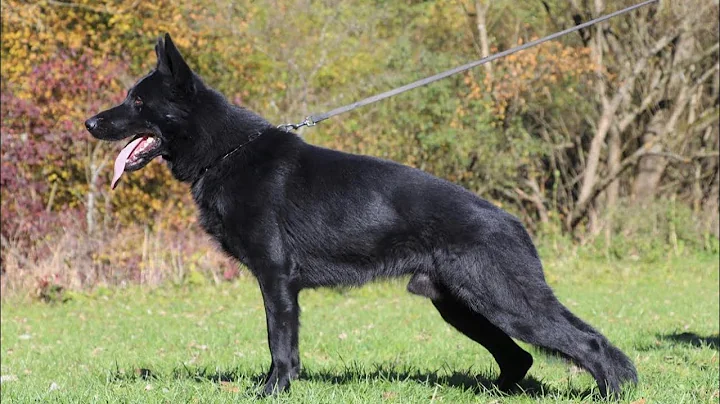 Executive Protection Dog, Atlas