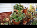 HOW TO OVERWINTER HYDRANGEAS IN CONTAINERS | GARDENADDICTZ