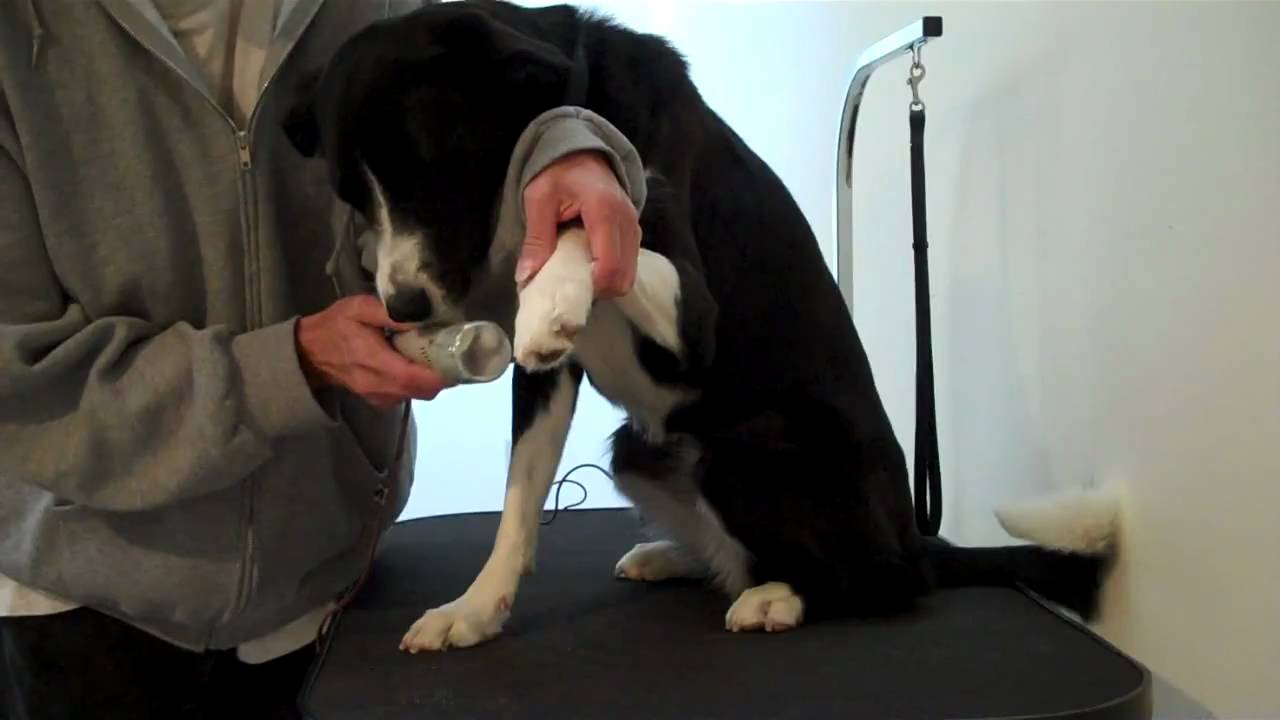 Border Collie Nellie gets a nail trim YouTube