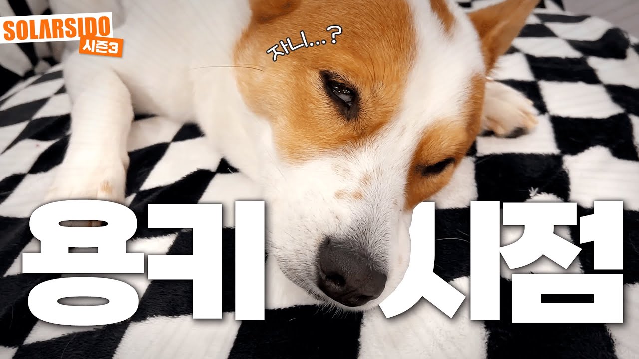 솔라 반려견 “용키” 하루 관찰기 ㅋㅋㅋ