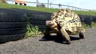 Bertie the tortoise was up to speed when he attempted win title of
fastest in world. at his home adventure valley, a family ...
