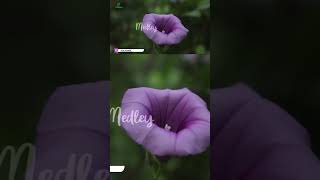 Download Lagu karaoke medley sholawat male key #karaoke #musikkaraoke #karaokelagureligi #sholawatterbaru #religi MP3