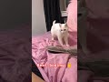 Cat rhymes with beat boxing. awesome reactions by cat😍.