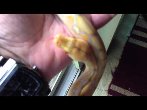 Dwarf lavender albino Retic
