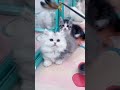 The cutest furball ever ♥ #cat #kitten #cute #shorts